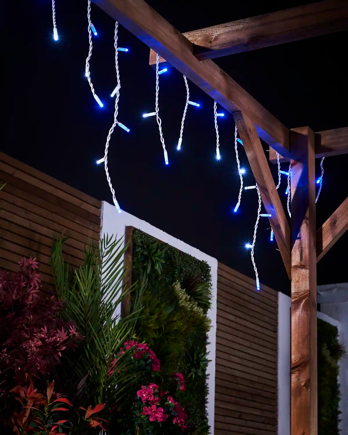 Blue and white icicle lights hanging from a pergola above garden planting.