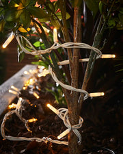Warm white Pro Series string lights with white cable wrapped around a plant stem outdoors.