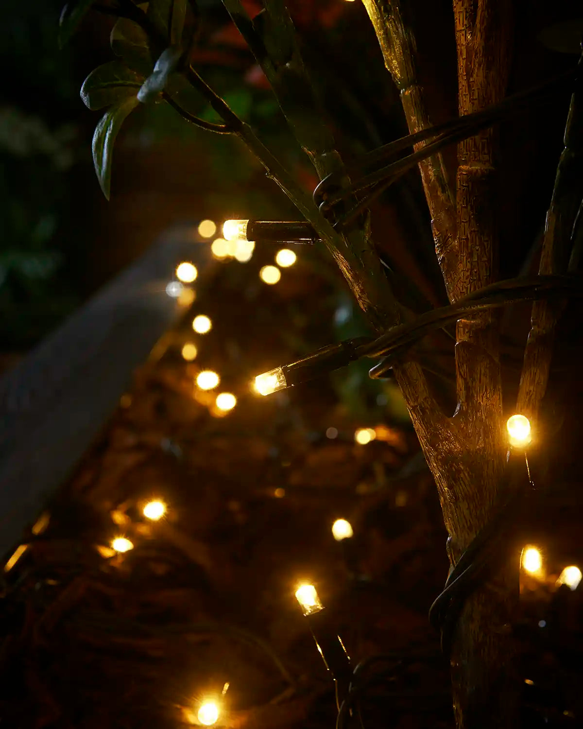 Mixed warm white and white twinkle string lights wrapped around outdoor plant stems.