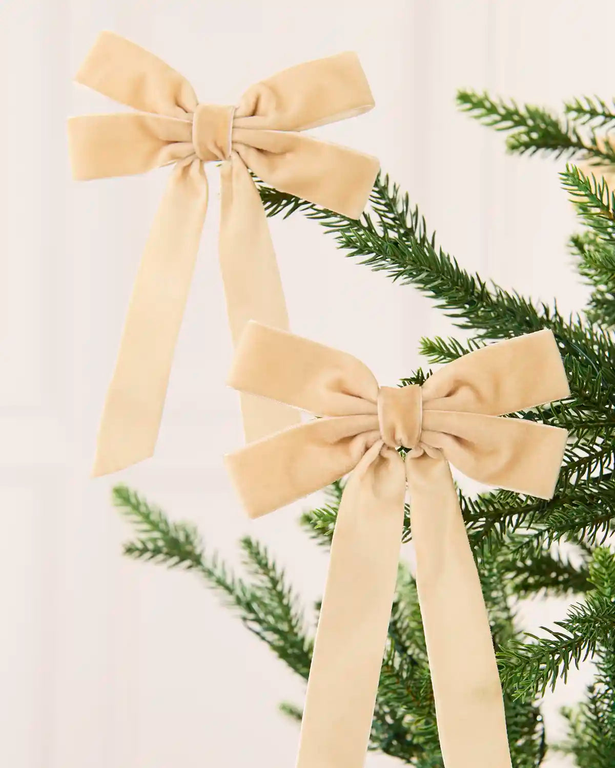 Two latte velvet double bows with long tails arranged across Christmas tree branches.