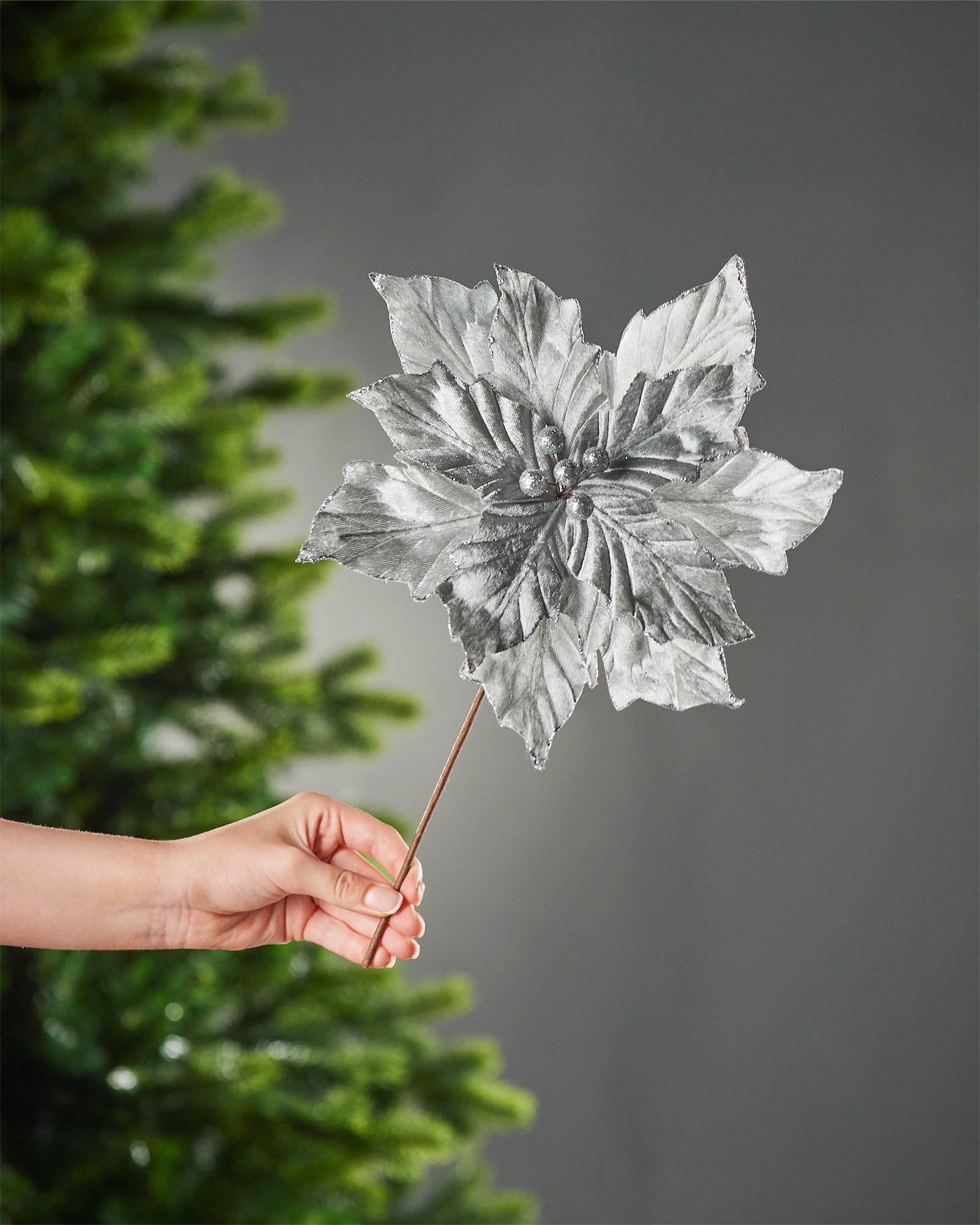 Silver artificial poinsettia flower with brown stem held in front of a Christmas tree.