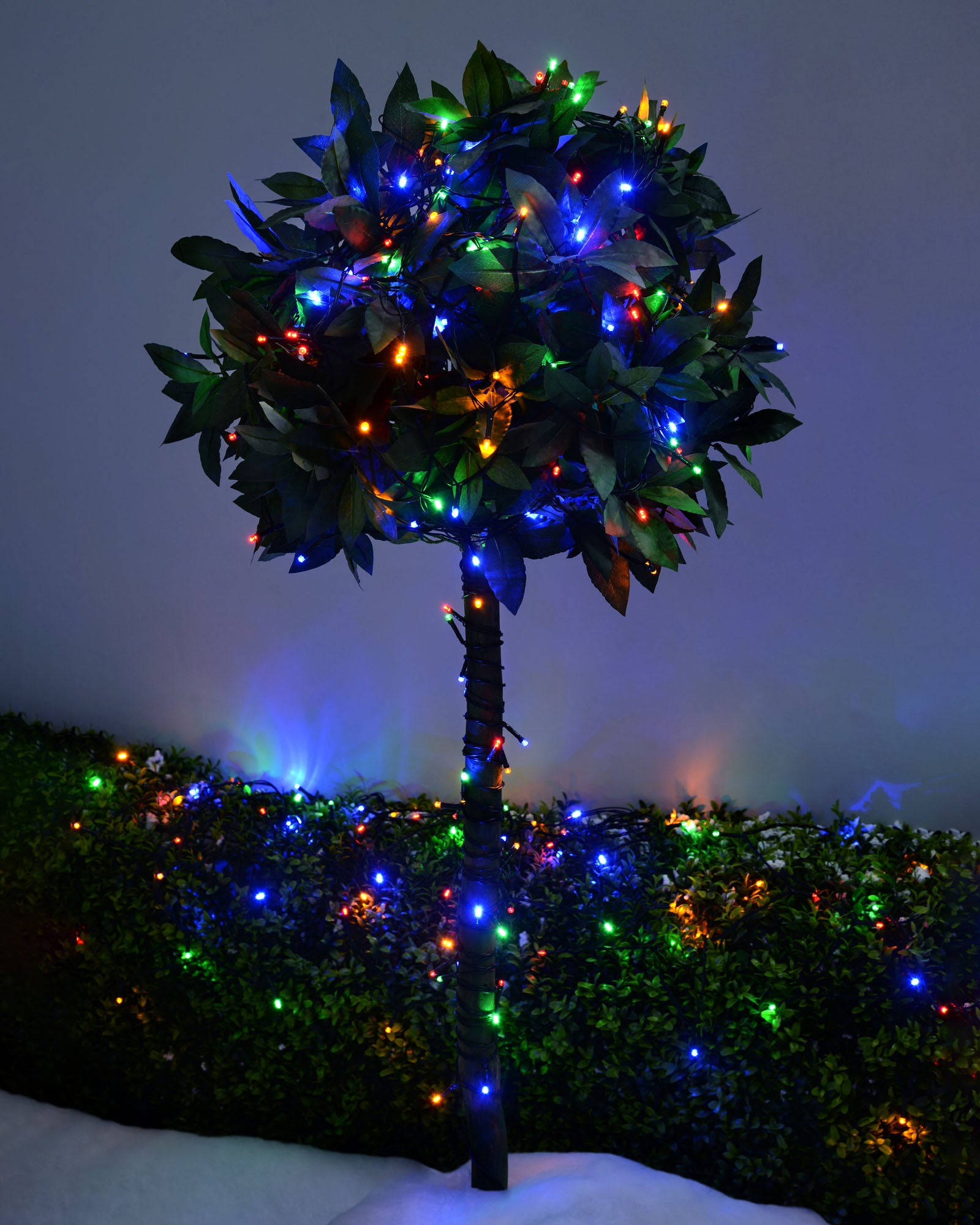20 m multi-coloured LED light string wrapped around an outdoor hedge and small tree